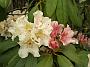 Rhododendron Bernstein